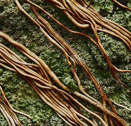 Adaptogens That Work