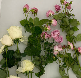 Mood-Boosting Botanicals